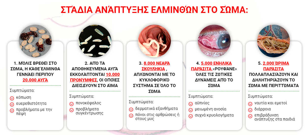 ΣΤΆΔΙΑ ΑΝΆΠΤΥΞΗΣ ΕΛΜΙΝΘΏΝ ΣΤΟ ΣΏΜΑ